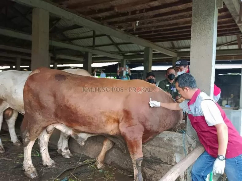 SUNTIKAN PERTAMA: Petugas menyuntikkan vaksin pada sapi kurban sumbangan Presiden Joko Widodo di peternakan milik H Sutrisno, Jalan Mahir Mahar, Palangka Raya, Jumat (24/6).