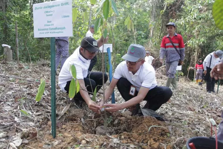 UNTUK MASA DEPAN : GM PLN UIP Kalbagtim Muhammad Ramadhansyah (kanan) menanam pohon Durio oxieyanus Griff atau biasa disebut buah lai. Salah satu buah endemik Kalimantan di Kebun Raya Balikpapan, kemarin (28/10).
