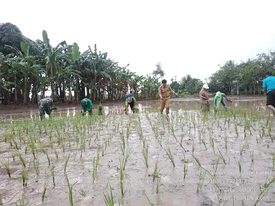 KETAHANAN PANGAN : Kegiatan penanaman bibit padi yang menjadi simbolis dimulai gerakan percepatan panen tanam padi dan jagung di Kaltara, Selasa (12/5).