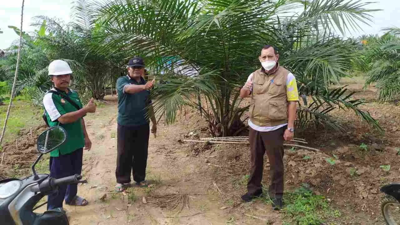 PEREMAJAAN: Ribuan lahan perkebunan kelapa sawit telah direplanting di Paser sejak 2017. Foto Kepala Dinas Perkebunan dan Peternakan Paser Djoko Bawono (kanan) saat memantau kebun warga.
