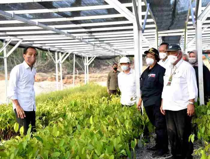 Menteri Lingkungan Hidup dan Kehutanan, Siti Nurbaya (baju hitam), saat mendampingi Presiden Jokowo meninjau kawasan persemaian Mentawir, 40 menit dari IKN Nusantara, Senin (14/3).