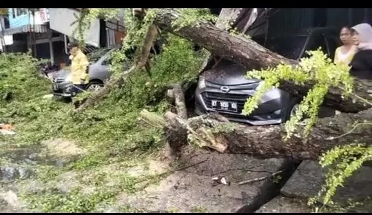 Dua mobil milik warga tertimpa pohon tumbang di Karang Jati, Jumat (17/6).