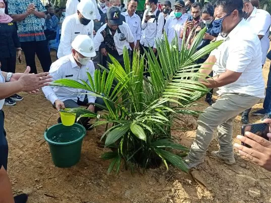 UNTUK PETANI: Kabupaten Paser menjadi pioner daerah pertama di Kaltim yang mengikuti program replanting dari pemerintah pusat. Bupati Paser saat melihat kegiatan replanting di Kecamatan Kuaro.
