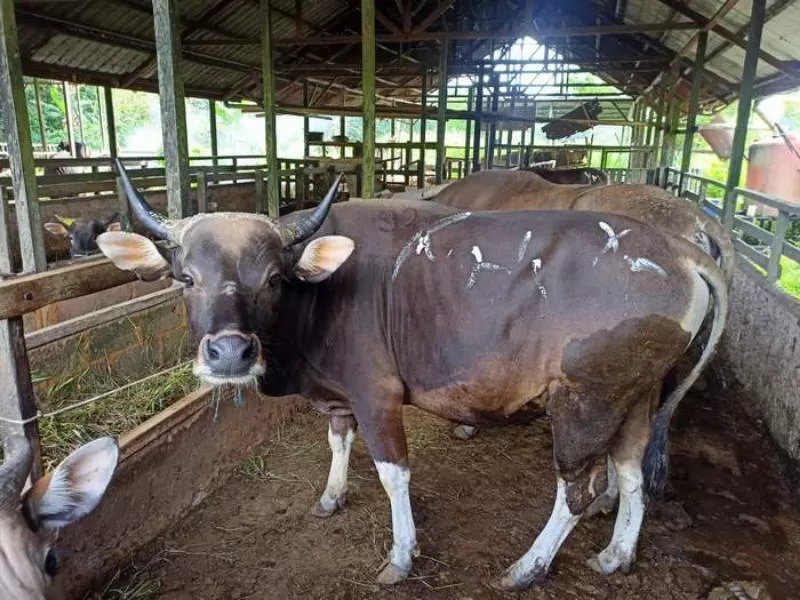 Hewan kurban di Balikpapan dipastikan bebas dari penyakit mulut dan kuku.
 
 (Foto : Dok Prokal.co)