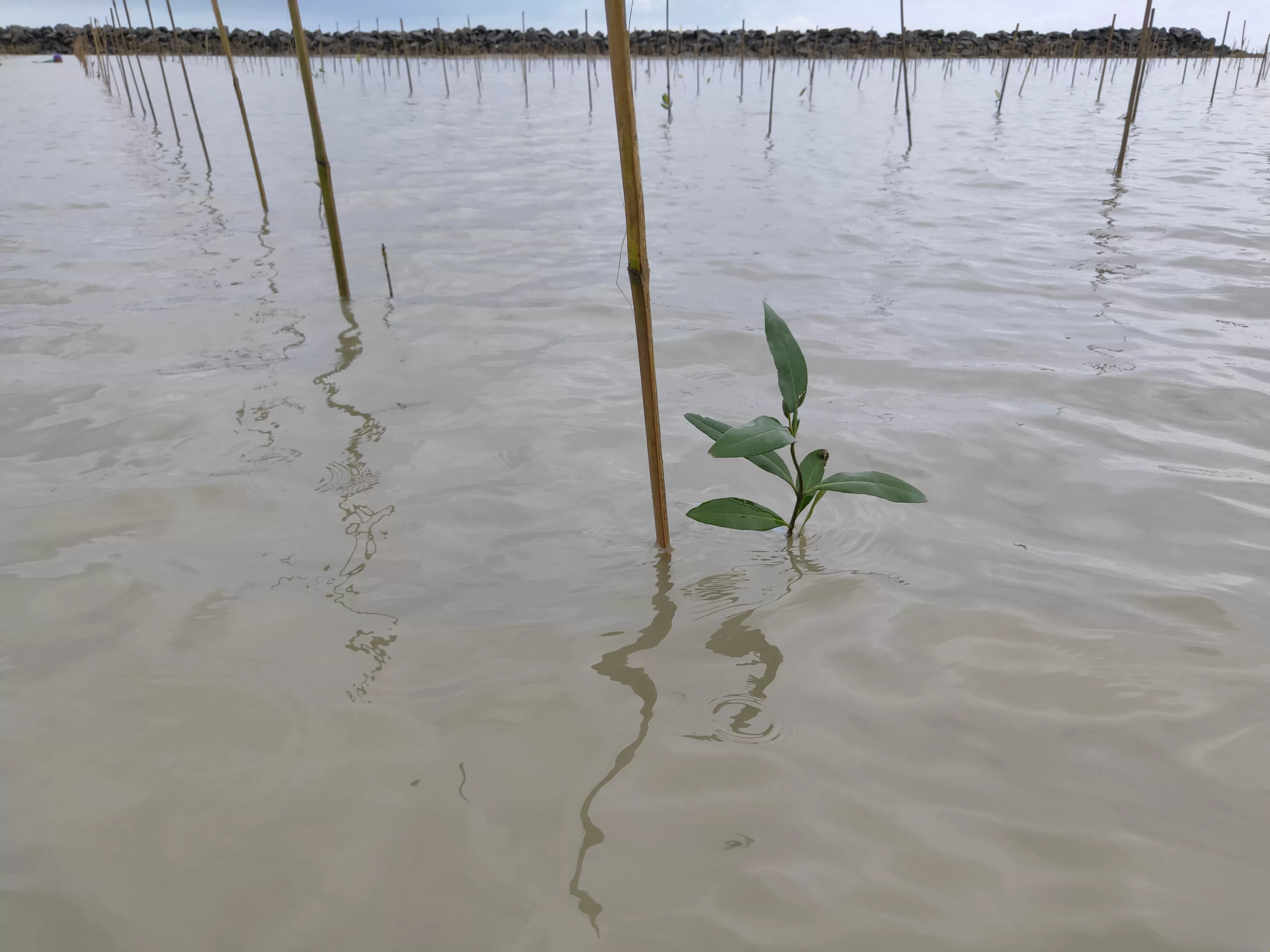 REBOISASI: Kondisi hutan mangrove kritis di Sebatik yang telah direboisasi Dishut Kaltara.
