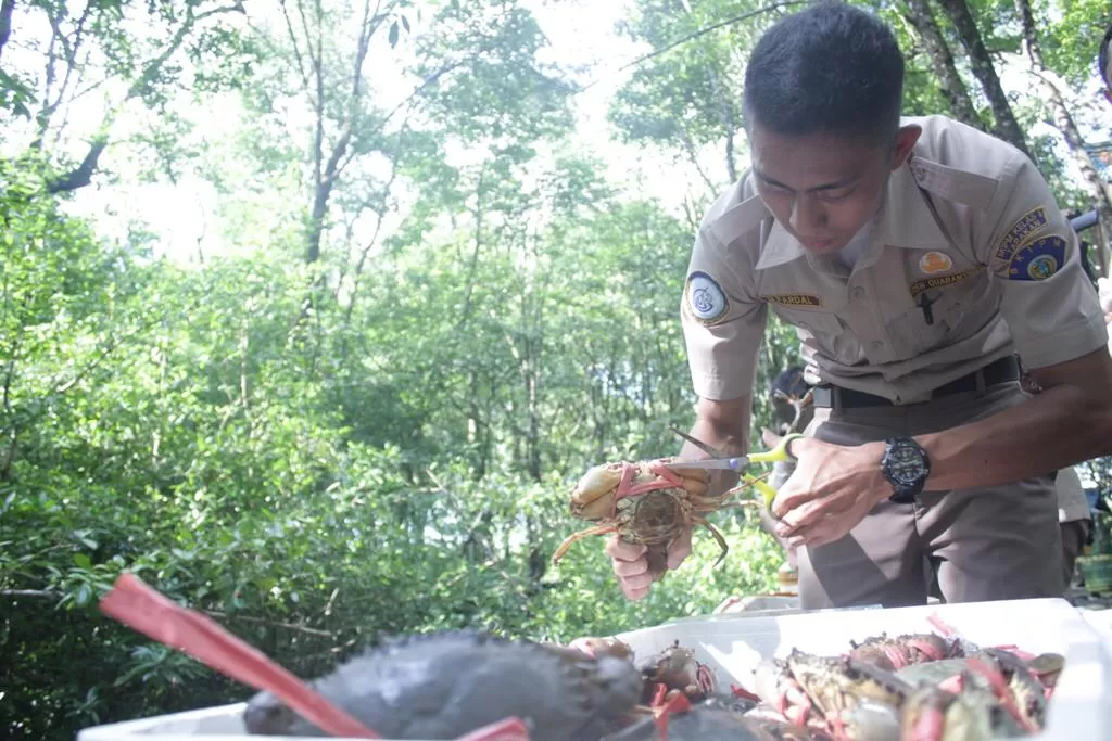 HATCHERY KEPITING: Kepiting bertelur yang merupakan hasil budidaya saat ini sulit diekspor ke China, dampak wabah virus Corona.