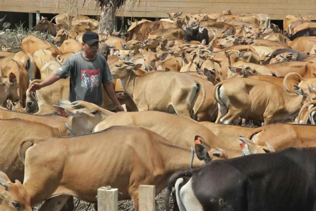 SIAP POTONG: Puluhan ekor sapi pengadaan DPKP Kaltara dikarantina di Jalan Sabanar Lama, Tanjung Selor.