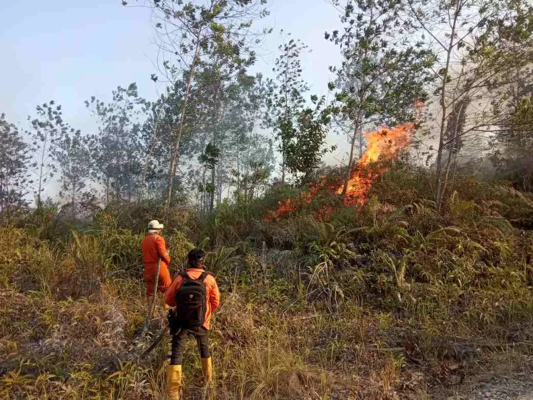 TERBAKAR: Kebakaran hutan dan lahan terjadi di Tanjung Selor, Januari lalu.