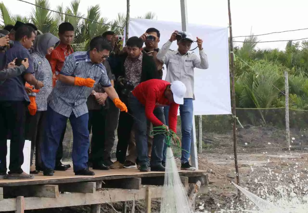POTENSI PERIKANAN: Gubernur Kaltara, Dr H Irianto Lambrie saat melakukan panen perdana di salah satu tambak warga. Foto diabadikan 7 April 2018.