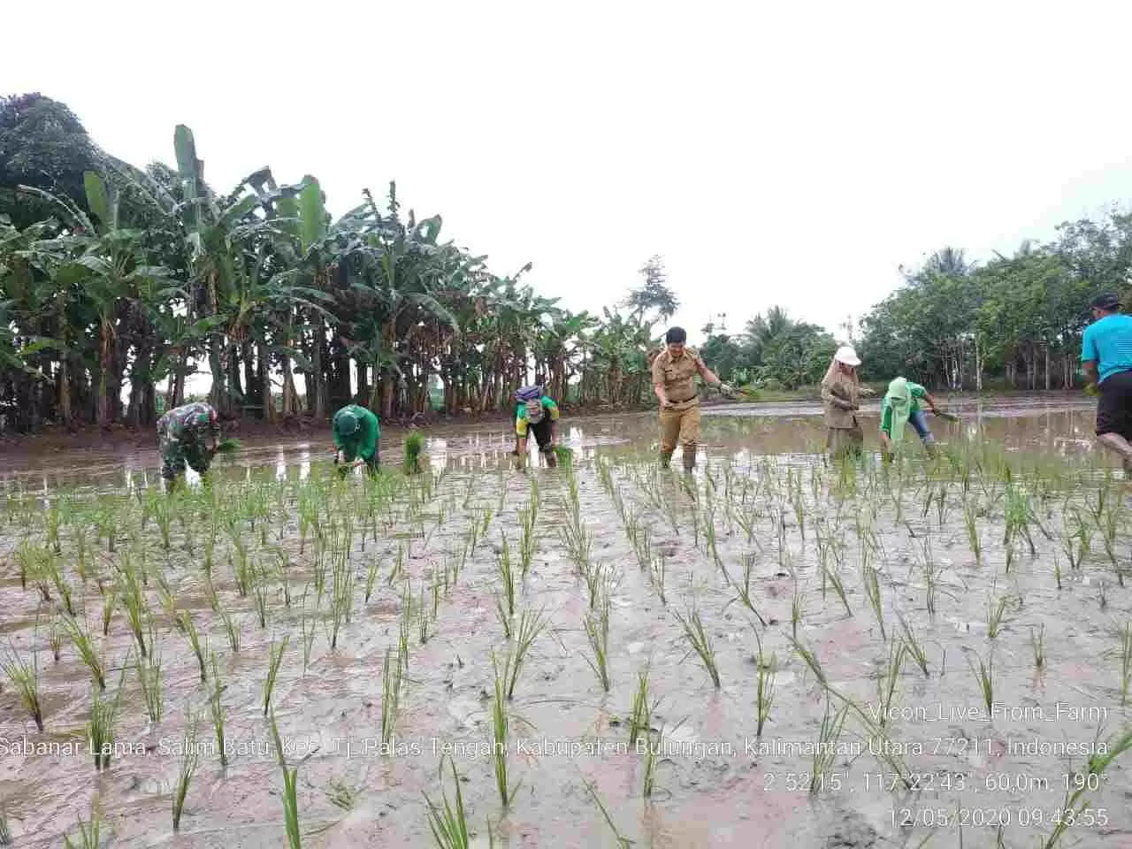 KETAHANAN PANGAN: Kegiatan penanaman bibit padi yang menjadi simbolis dimulai gerakan percepatan panen tanam padi dan jagung di Kaltara, Selasa (12/5).