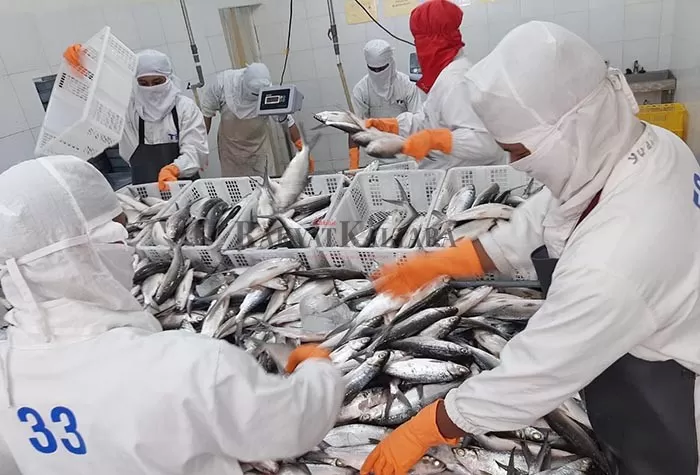 EKPOR IKAN: Karyawan cold storage menyortir ikan bandeng untuk diekspor, Jumat (19/6).
