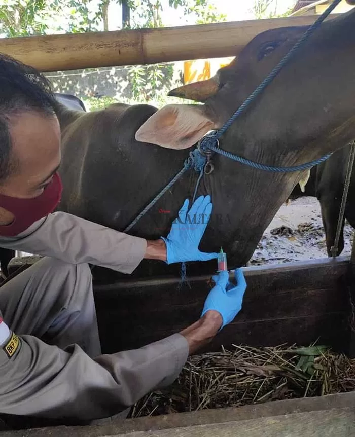 SAMPEL DARAH: Petugas Balai Karantina Pertanian Kelas II Tarakan mengambil sampel darah terhadap hewan kurban.