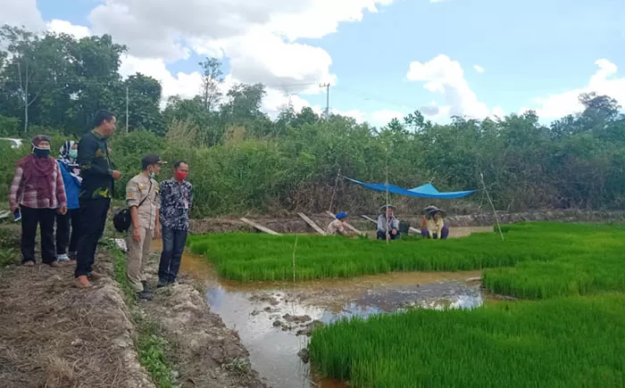 SURVEI: Balai Karantina Pertanian Kelas II Tarakan saat meninjau lokasi yang rencananya dijadikan pusat penanaman padi di Kabupaten Tana Tidung.