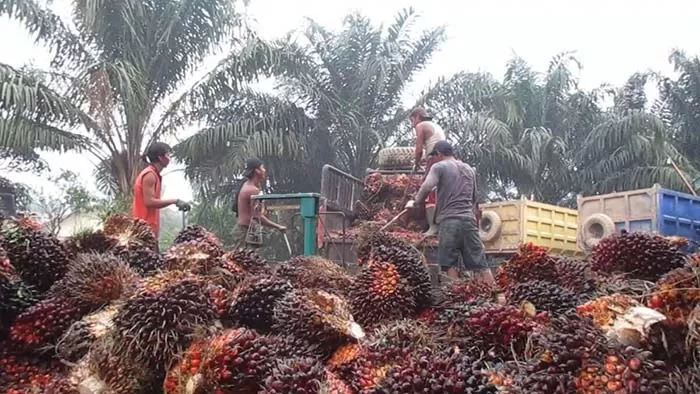 DIEKSPOR: Produk olahan kelapa sawit berupa Palm Kernel akan diekspor ke negara tetangga, Malaysia.