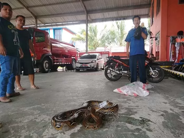 EVAKUASI ULAR PITON: Petugas pemadam kebakaran mengevakuasi ular piton yang sempat masuk di rumah warga, Selasa (4/8).
