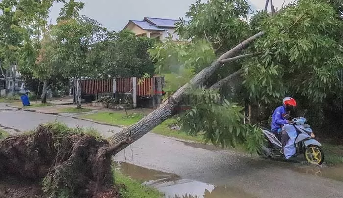 CUACA EKSTRIM: Hujan lebat disertai angin kencang menumbangkan pohon di beberapa jalan protokol di dalam kota Tanjung Selor, Senin (21/9).