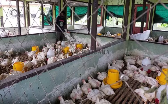 STOK MELIMPAH: Ayam broiler atau ayam ras pedaging yang ada di kandang yang dikelola Perumda Tarakan Agrobisnis.