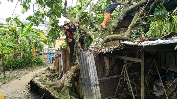 DAMPAK ANGIN KENCANG: Pohon tumbang menimpa rumah warga di Kelurahan Selumit, Selasa (27/10).