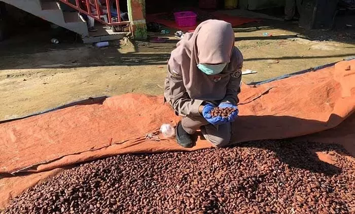 EKSPOR KAKAO: Kakao salah satu komoditas unggulan Nunukan siap diekspor ke Malaysia.
