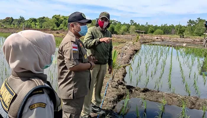 KEBUTUHAN PANGAN: Balai Karantina Pertanian Tarakan saat meninjau lahan padi di Kabupaten Tana Tidung belum lama ini.