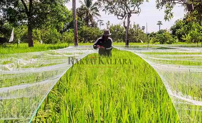 HASIL PERTANIAN: Bulungan memiliki potensi sektor pertanian yang menjanjikan berupa produksi beras.