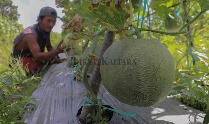 SEKTOR PERTANIAN: Salah seorang petani di wilayah transmigrasi SP 6, Tanjung Buka, Bulungan saat mengecek pertumbuhan buah melonga.