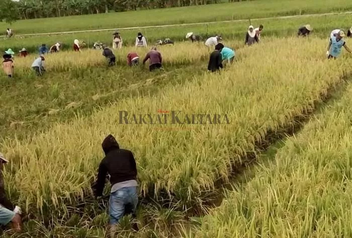 POTENSI PERTANIAN: Lahan pertanian padi di Desa Sajau, Kecamatan Tanjung Palas Timur memiliki potensi untuk pengembangan.