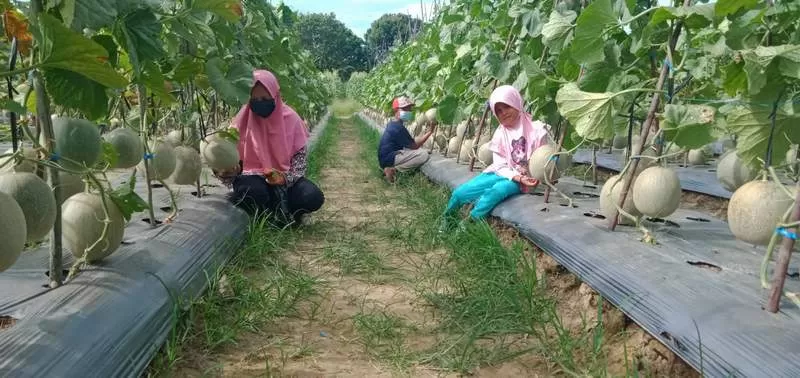 BERUSAHA DIKEMBANGKAN: Wisata petik melon di Kelurahan Juata Permai, Kecamatan Tarakan Utara, viral di media sosial. Pemkot Tarakan akan mengembangkan wisata yang lebih dikenal dengan agrowisata.