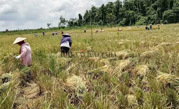 POTENSI PERTANIAN: Para petani Desa Sajau Hilir, Kecamatan Tanjung Palas Timur memanen padi, beberapa waktu lalu.