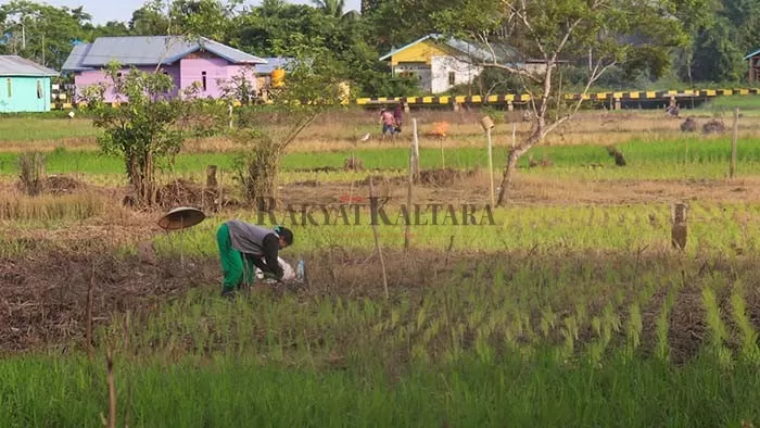 PANGAN LOKAL: Kaltara memiliki luasan lahan di sektor pertanian yang mampu menopang kehidupan masyarakat.