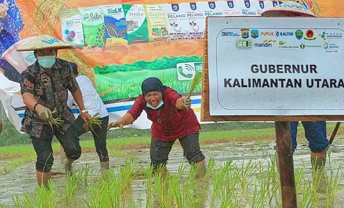 SWASEMBADA PANGAN: Gubernur Kaltara Drs H Zainal Arifin Paliwang SH M.Hum saat menanam padi di Sajau, Kecamatan Tanjung Palas Timur, Kabupaten Bulungan, September lalu.