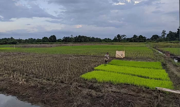 SEKTOR PERTANIAN: Nilai tukar petani di Kalimantan Utara mengalami kenaikan 0,33 persen pada Oktober lalu.