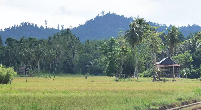 SEKTOR PERTANIAN: Lahan persawahan di Desa Binalawan Pulau Sebatik, Kabupaten Nunukan, dikhawatirkan tidak digarap.