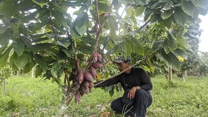 POTENSI KAKAO: Perkebunan Kakao menjadi salah satu komoditi unggulan yang ada di Sajau Metun, Kecamatan Tanjung Palas Timur, Kabupaten Bulungan.