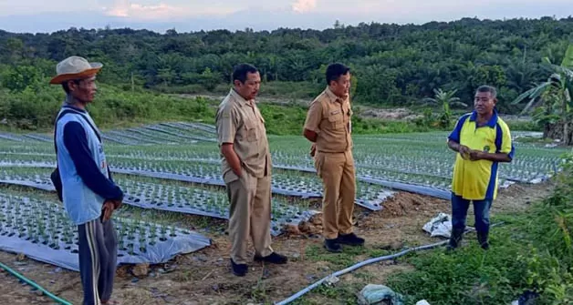 BAKAL PANEN PERDANA: Sekkab Bulungan Risdianto (dua dari kiri) berbincang dengan petani bawang merah yang berada di Desa Apung, Kecamatan Tanjung Selor.