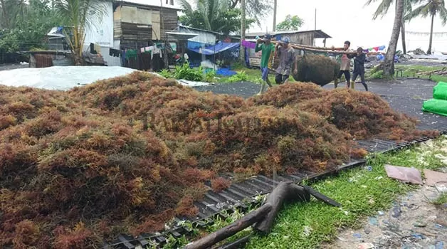 PENATAAN BUDIDAYA: DKP Kaltara berupaya melakukan penataan terhadap budidaya rumput laut.