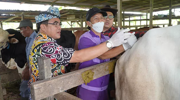 PENYUNTIKAN VAKSIN: Sekprov Kaltara Suriansyah menyuntikkan vaksin PMK terhadap hewan ternak sapi.