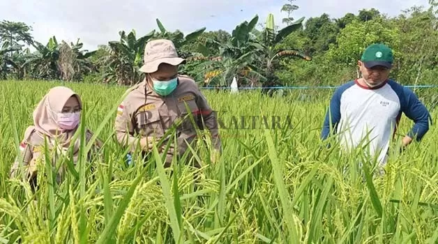 PEMANTAUAN: Salah satu produk pertanian berupa padi di Kabupaten Tana Tidung dilakukan pemantauan daerah sebar OPTK.