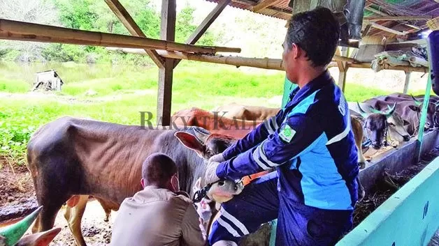 KEBUTUHAN SAPI: Balai Karantina Pertanian Tarakan melakukan pengusulan analisis risiko agar bisa kembali mendatangkan sapi dari Gorontalo.