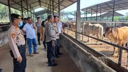 MEMASTIKAN: Kapolres Lampung Utara AKBP Kurniawan Ismail melihat peternakan sapi milik PT Superindo Utama Jaya di Desa Candimas, Sabtu (27/5)