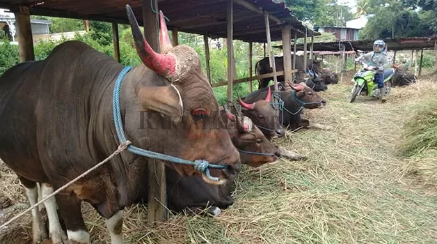 DIBATASI: Masuknya sapi saat ini hanya untuk kebutuhan sapi ternak potong jelang Iduladha.