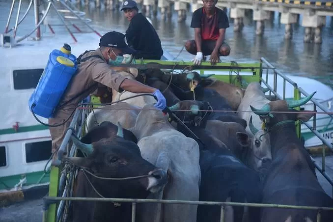 PEMERIKSAAN: Petugas BKP Tarakan mengawasi kesehatan sapi yang baru datang di Tarakan.