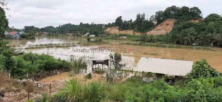 Sawah di Simpang Pasir terendam banjir dan tak kunjung surut.
