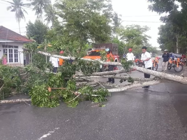 TUMBANG ; Pohon tumbang di Jalan Ahmad Wongso, Kelurahan Madurejo, Kecamatan Arut Selatan, Kabupaten Kobar, Rabu (19/2) pukul 12.25 WIB. BPBD/RADAR PANGKALAN BUN