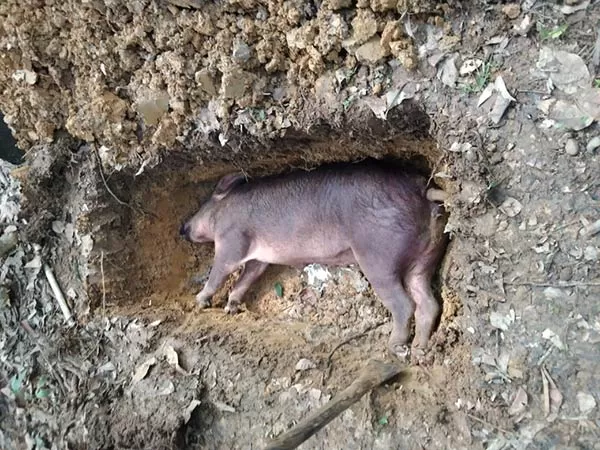 LANGSUNG DIKUBUR: Ternak babi warga yang mati mendadak. (RADO/RADAR SAMPIT)