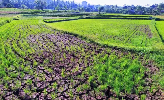 Dam Pacar Dibuka, Ratusan Hektar Sawah Terancam Gagal Panen: Siapa yang Salah?