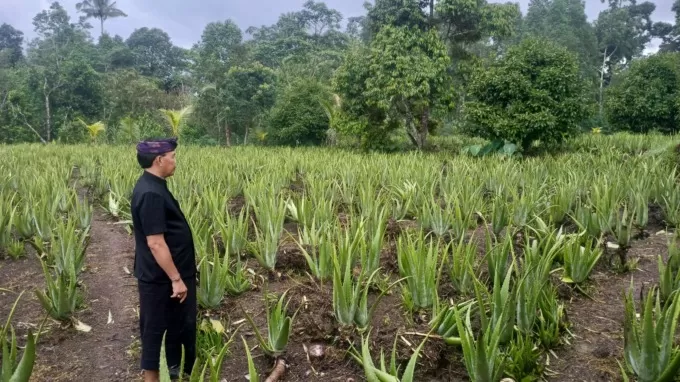 Melongok Budidaya Lidah Buaya Di Desa Besakih, Permintaan Tinggi, Bisa ...