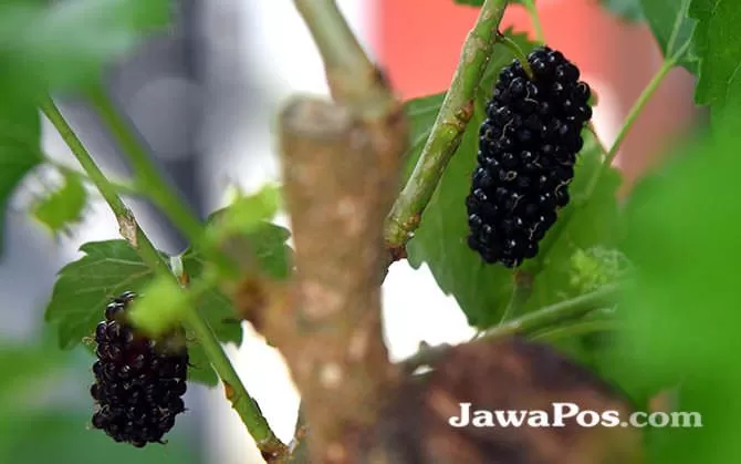 Buah Murbei Si Hitam Manis Yang Kaya Manfaat Radar Banyuwangi