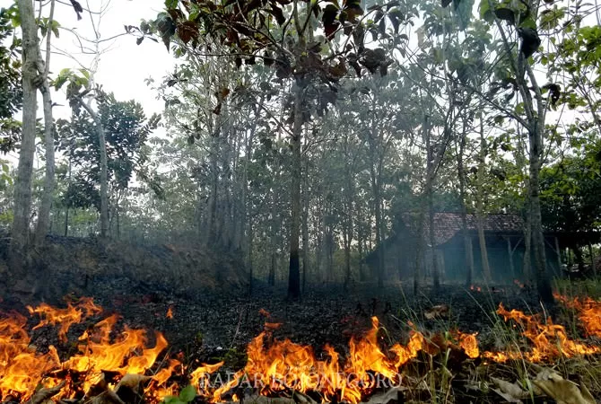 Daun Kering, Picu Kebakaran Hutan - Radar Bojonegoro