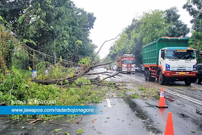 Pohon Tumbang Di Jalan Utama, Bikin Macet Setengah Jam - Radar Bojonegoro